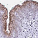 GSG1L2 Polyclonal Antibody