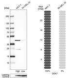 DOK7 Antibody in Western Blot (WB)