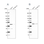 DOK7 Antibody in Western Blot (WB)