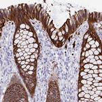 SEC14L3 Antibody in Immunohistochemistry (Paraffin) (IHC (P))