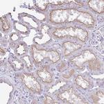 OR4P4 Antibody in Immunohistochemistry (Paraffin) (IHC (P))