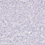 OR4P4 Antibody in Immunohistochemistry (Paraffin) (IHC (P))