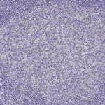 OR4P4 Antibody in Immunohistochemistry (Paraffin) (IHC (P))