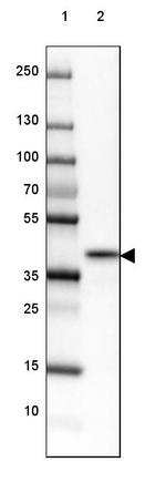 NRBF2 Antibody in Western Blot (WB)