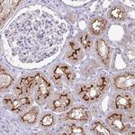 OR8D1 Antibody in Immunohistochemistry (Paraffin) (IHC (P))