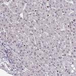 JDP2 Antibody in Immunohistochemistry (Paraffin) (IHC (P))