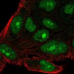 C14orf39 Antibody in Immunocytochemistry (ICC/IF)
