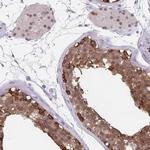 TSN Polyclonal Antibody