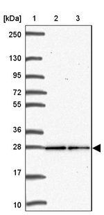 TSN Antibody in Western Blot (WB)