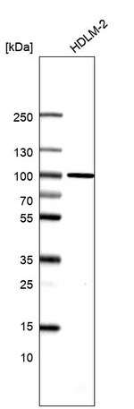 TTC7B Antibody in Western Blot (WB)
