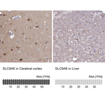 SLC9A6 Antibody in Immunohistochemistry (Paraffin) (IHC (P))
