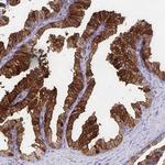 CDKL1 Antibody in Immunohistochemistry (Paraffin) (IHC (P))
