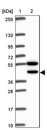 CDKL1 Antibody in Western Blot (WB)