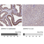 ZDHHC7 Antibody in Immunohistochemistry (Paraffin) (IHC (P))