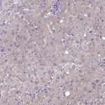 ZDHHC7 Antibody in Immunohistochemistry (Paraffin) (IHC (P))