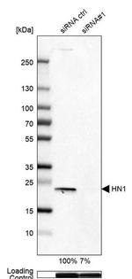 HN1 Antibody