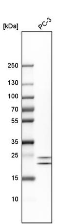 HN1 Antibody in Western Blot (WB)
