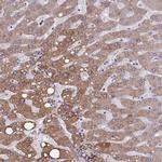 OR4A47 Antibody in Immunohistochemistry (Paraffin) (IHC (P))
