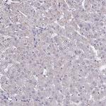 NUP133 Antibody in Immunohistochemistry (Paraffin) (IHC (P))