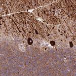METTL17 Antibody in Immunohistochemistry (Paraffin) (IHC (P))
