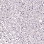 METTL17 Antibody in Immunohistochemistry (Paraffin) (IHC (P))