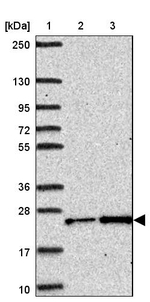 CTHRC1 Antibody in Western Blot (WB)