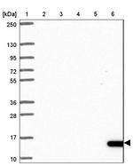 NIP7 Antibody in Western Blot (WB)