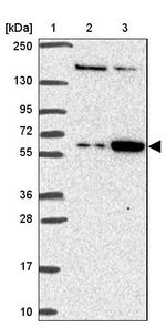 FEM1C Antibody in Western Blot (WB)
