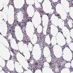 C1orf151 Antibody in Immunohistochemistry (Paraffin) (IHC (P))