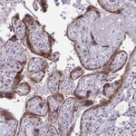 DLX4 Antibody in Immunohistochemistry (Paraffin) (IHC (P))