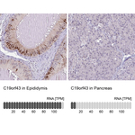 C19orf43 Antibody in Immunohistochemistry (Paraffin) (IHC (P))