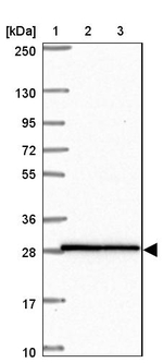 HOXA4 Antibody in Western Blot (WB)