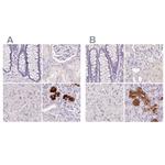 BPIL1 Polyclonal Antibody