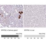 BPIL1 Antibody