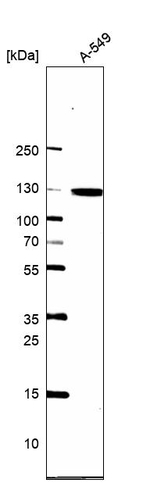 MYO1B Antibody in Western Blot (WB)