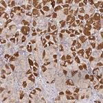 SNX8 Antibody in Immunohistochemistry (IHC)