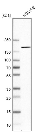 PITPNM1 Antibody in Western Blot (WB)