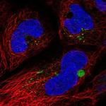 C19orf81 Polyclonal Antibody