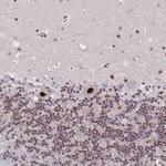 SYNE4 Antibody in Immunohistochemistry (Paraffin) (IHC (P))