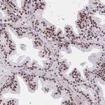 SYNE4 Antibody in Immunohistochemistry (Paraffin) (IHC (P))