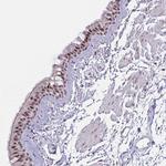 PRR14 Polyclonal Antibody