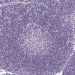 PRSS45 Antibody in Immunohistochemistry (Paraffin) (IHC (P))