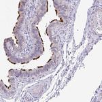 C20orf132 Antibody in Immunohistochemistry (Paraffin) (IHC (P))