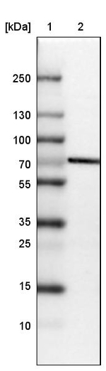FAM40A Antibody in Western Blot (WB)