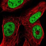 ISX Polyclonal Antibody