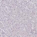 C8orf22 Antibody in Immunohistochemistry (Paraffin) (IHC (P))