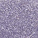 C8orf22 Antibody in Immunohistochemistry (Paraffin) (IHC (P))