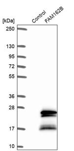 FAM162B Antibody in Western Blot (WB)