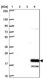 FAM195A Antibody in Western Blot (WB)