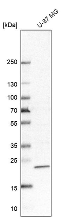 IFI44L Antibody in Western Blot (WB)